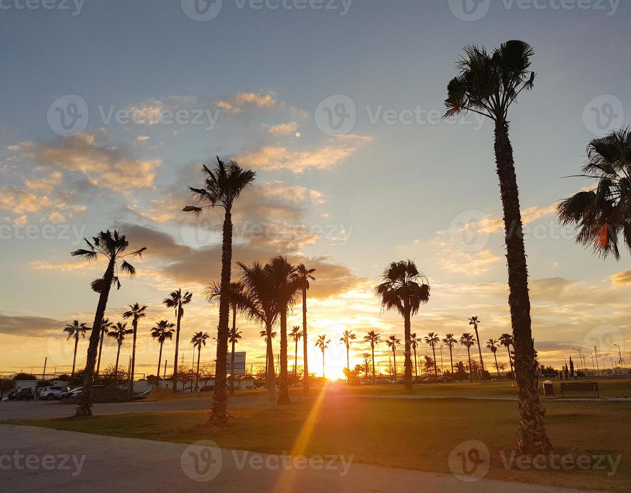 landscape of palm trees in a sunset photo