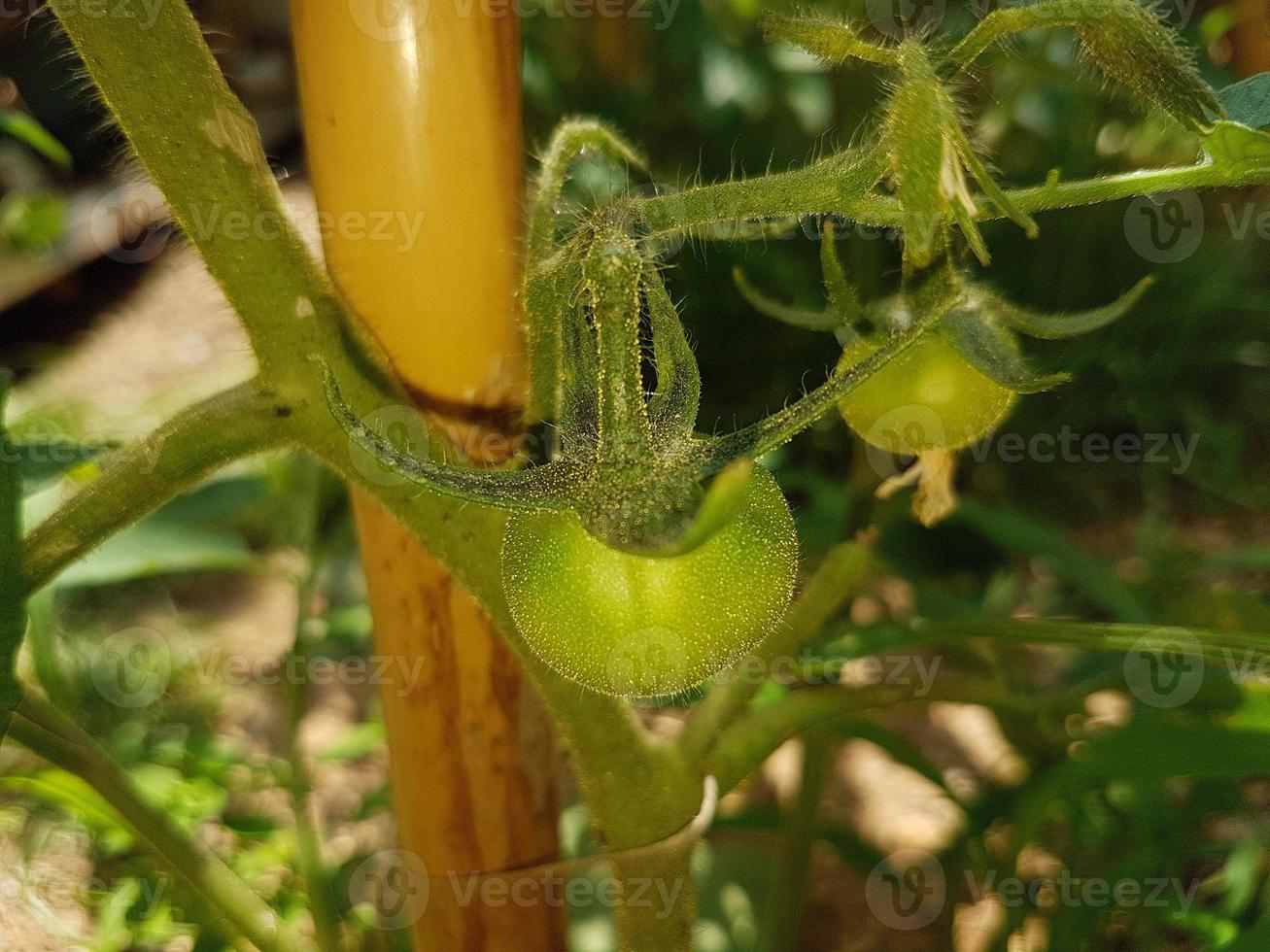 small green tomato plant photo