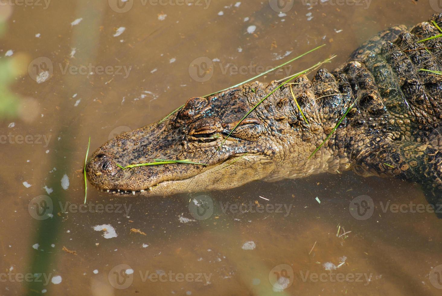 crocodile in a pond of a reserve for wildlife protection photo