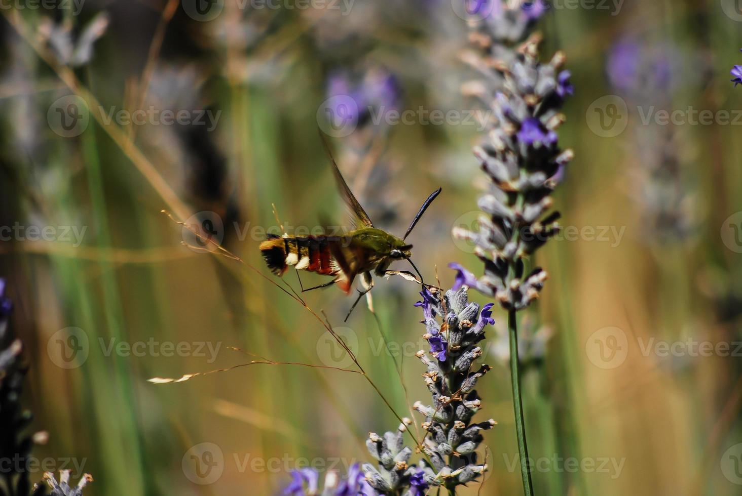 bee pollinating rosemary flower photo