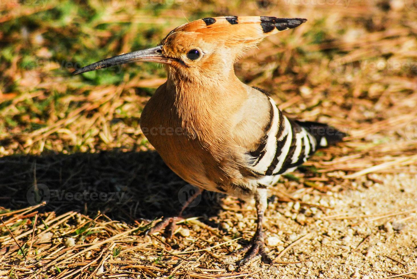 closeup of an alert hoopoe photo