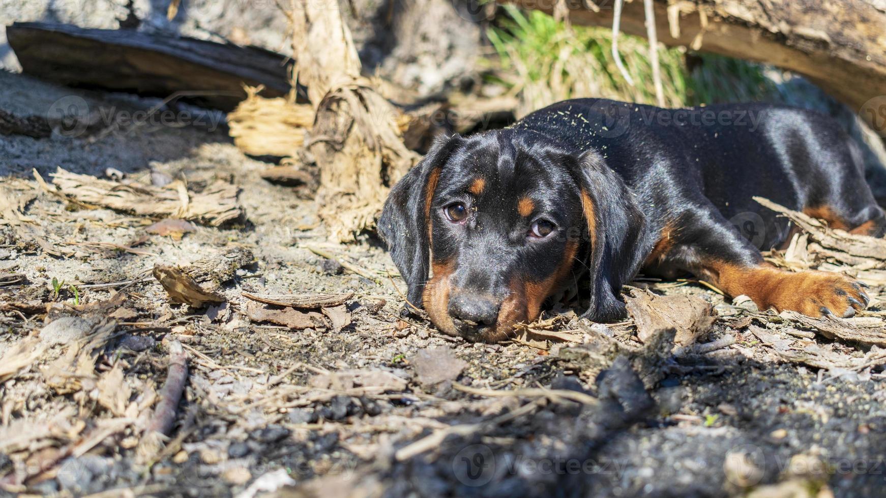 Portrait of a dachshund puppy against the background of nature. photo