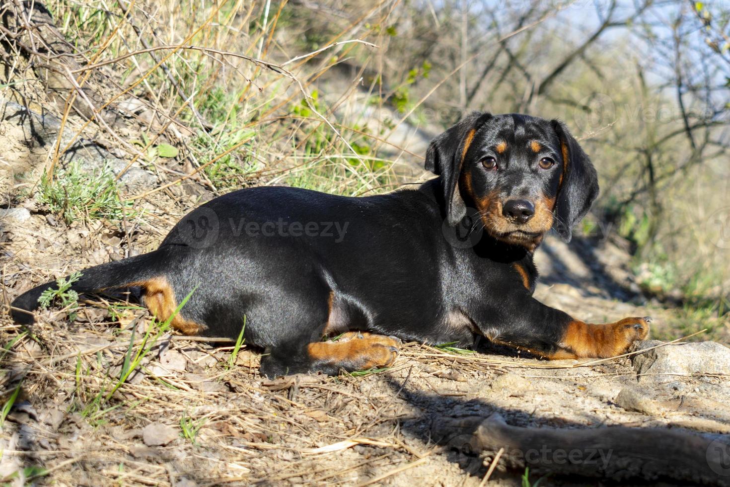 Portrait of a dachshund puppy against the background of nature. photo