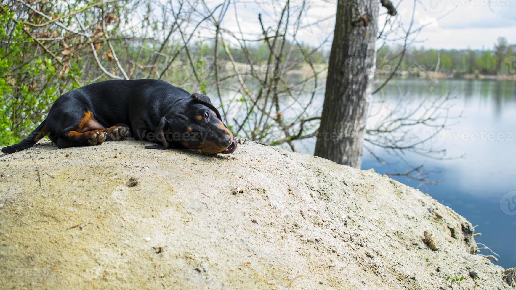 Dachshund puppy sniffs the ground. photo