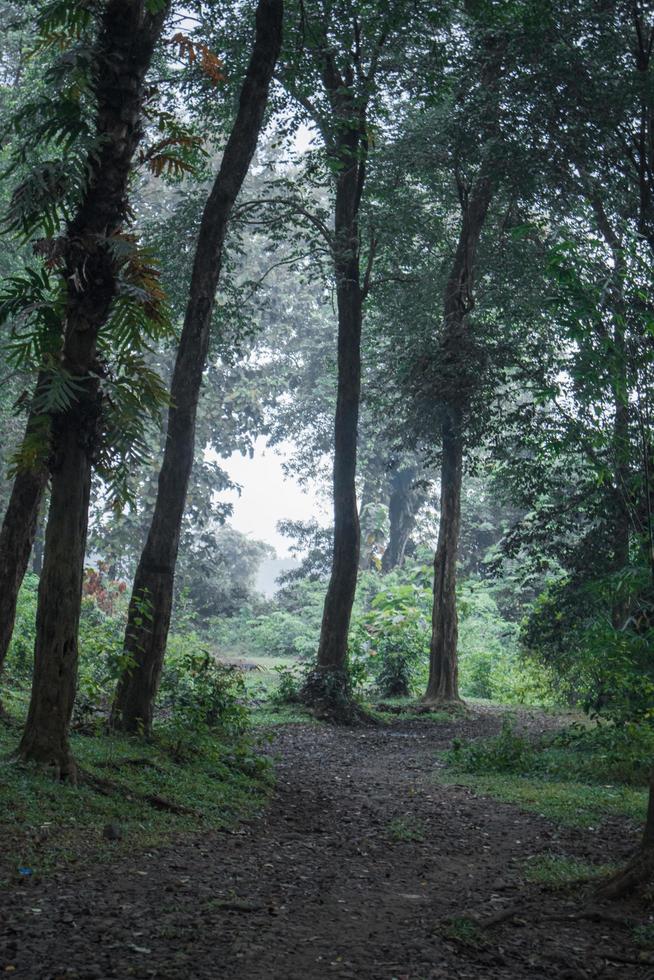 Indonesia's tropical forest after fog photo
