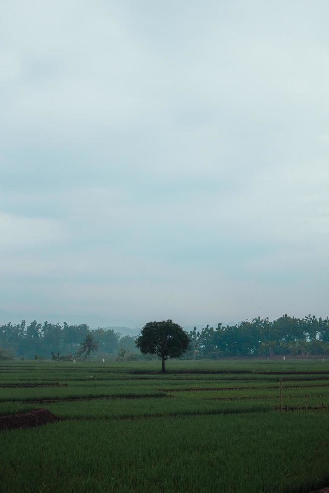 a single tree in the middle of a rice field photo