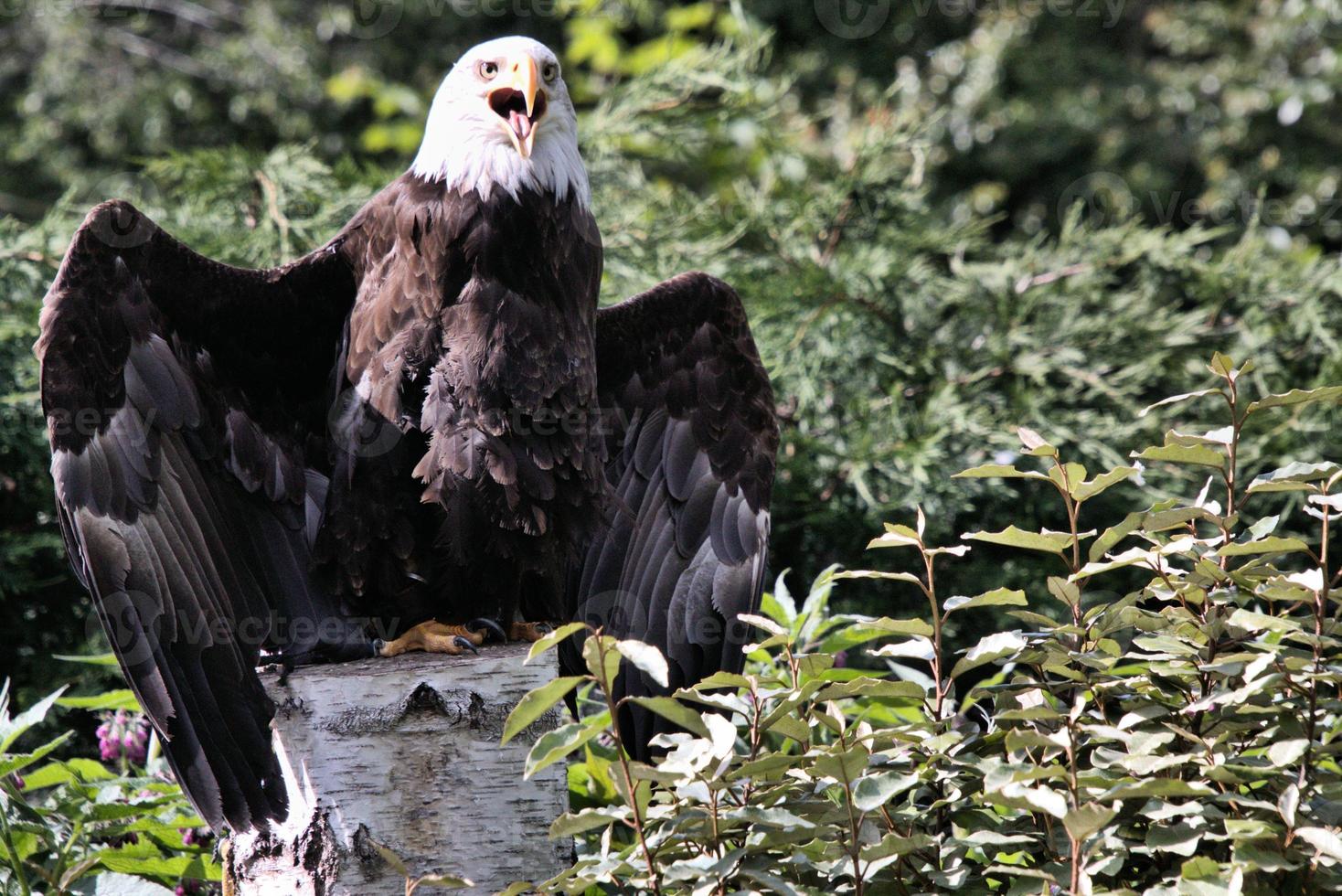 A close up of a Bald Eagle photo