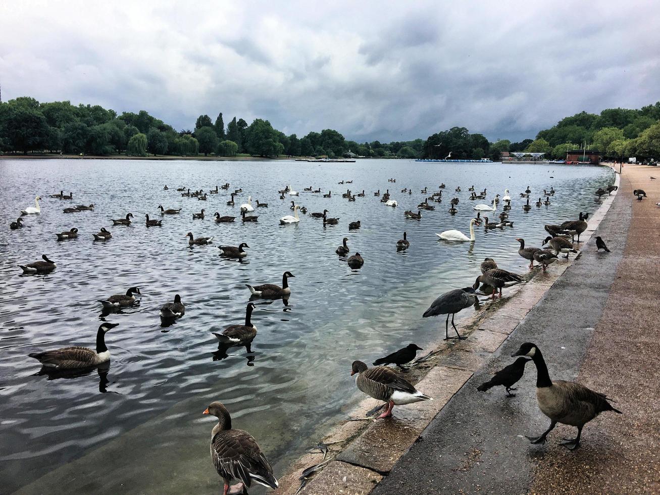 A view of some Birds on a Lake in London photo