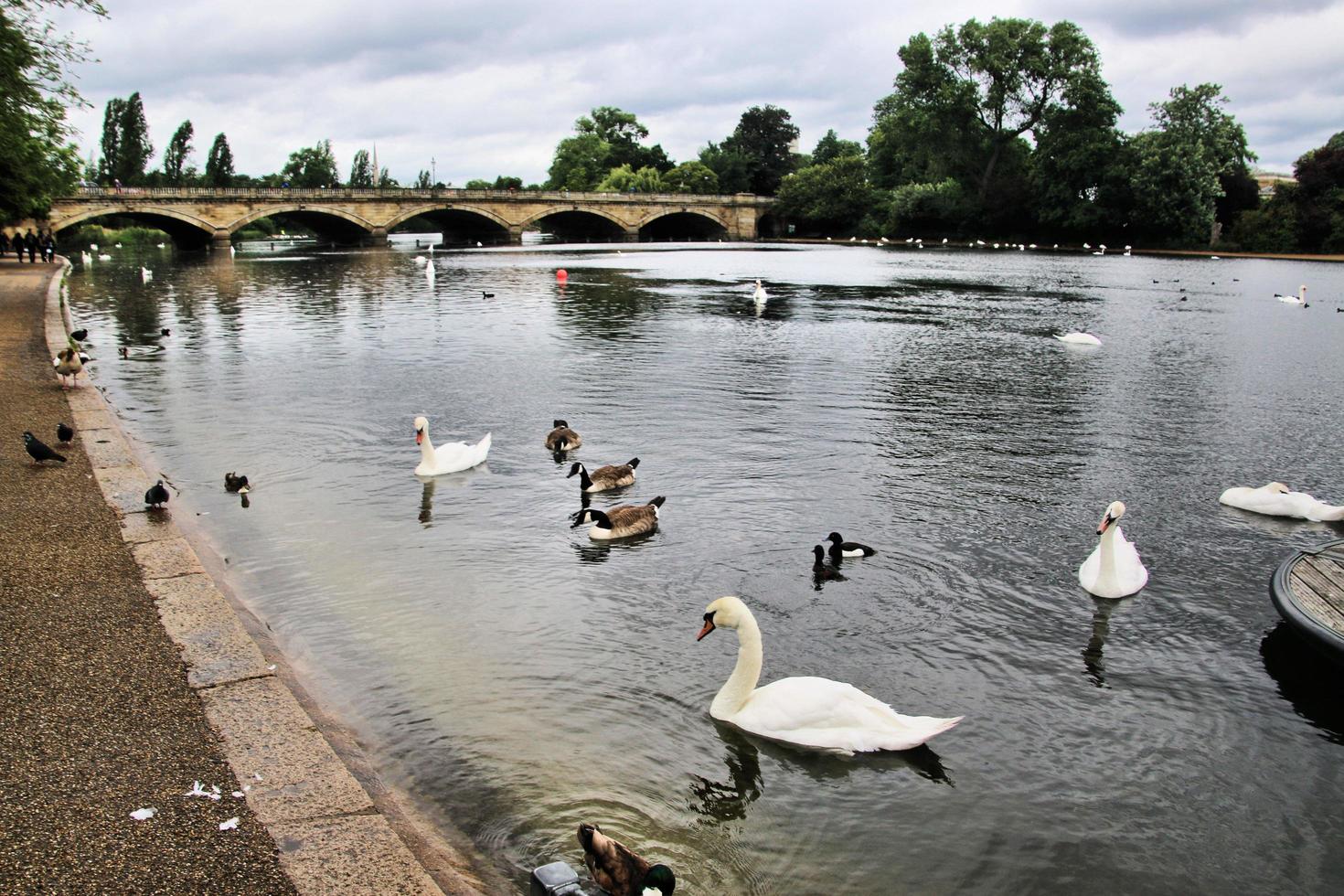 A view of some Birds on a Lake in London photo