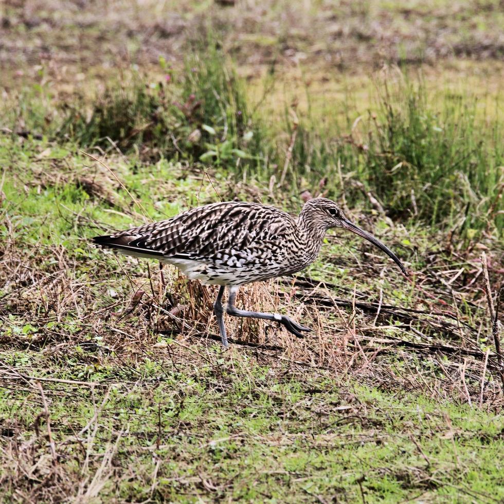 A close up of a Curlew photo