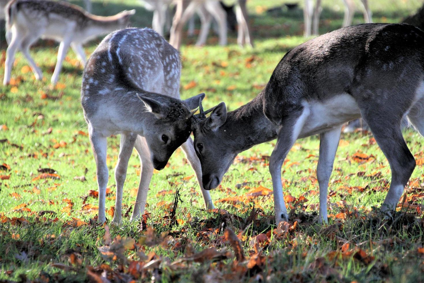 A view of some Fallow Deer in Richmond Park in London photo