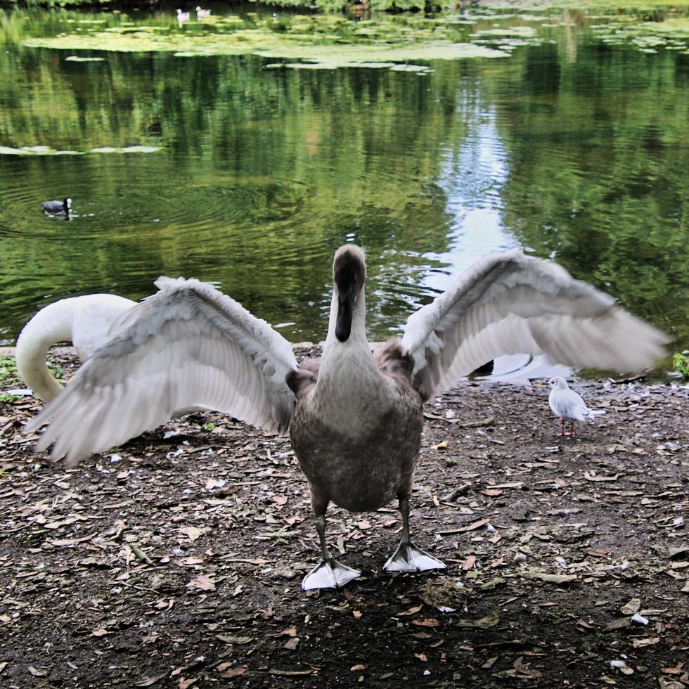 A view of a Mute Swan Cygnet photo