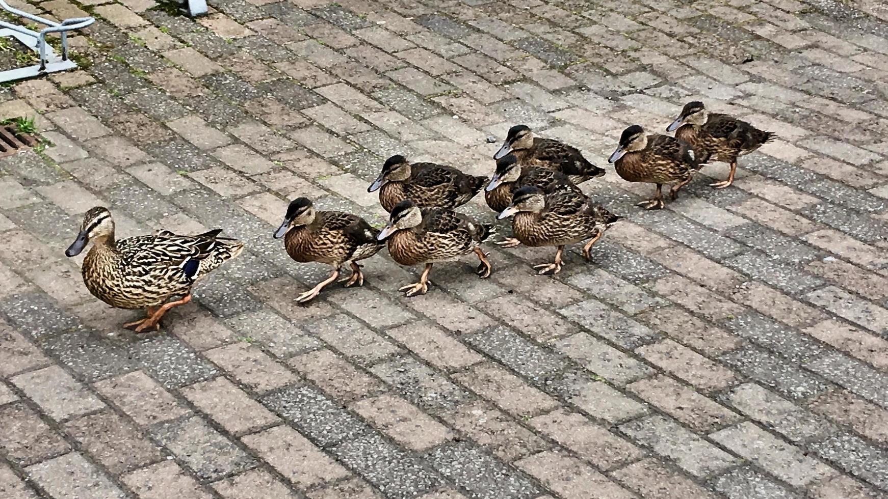 A view of a Mallard Duck photo