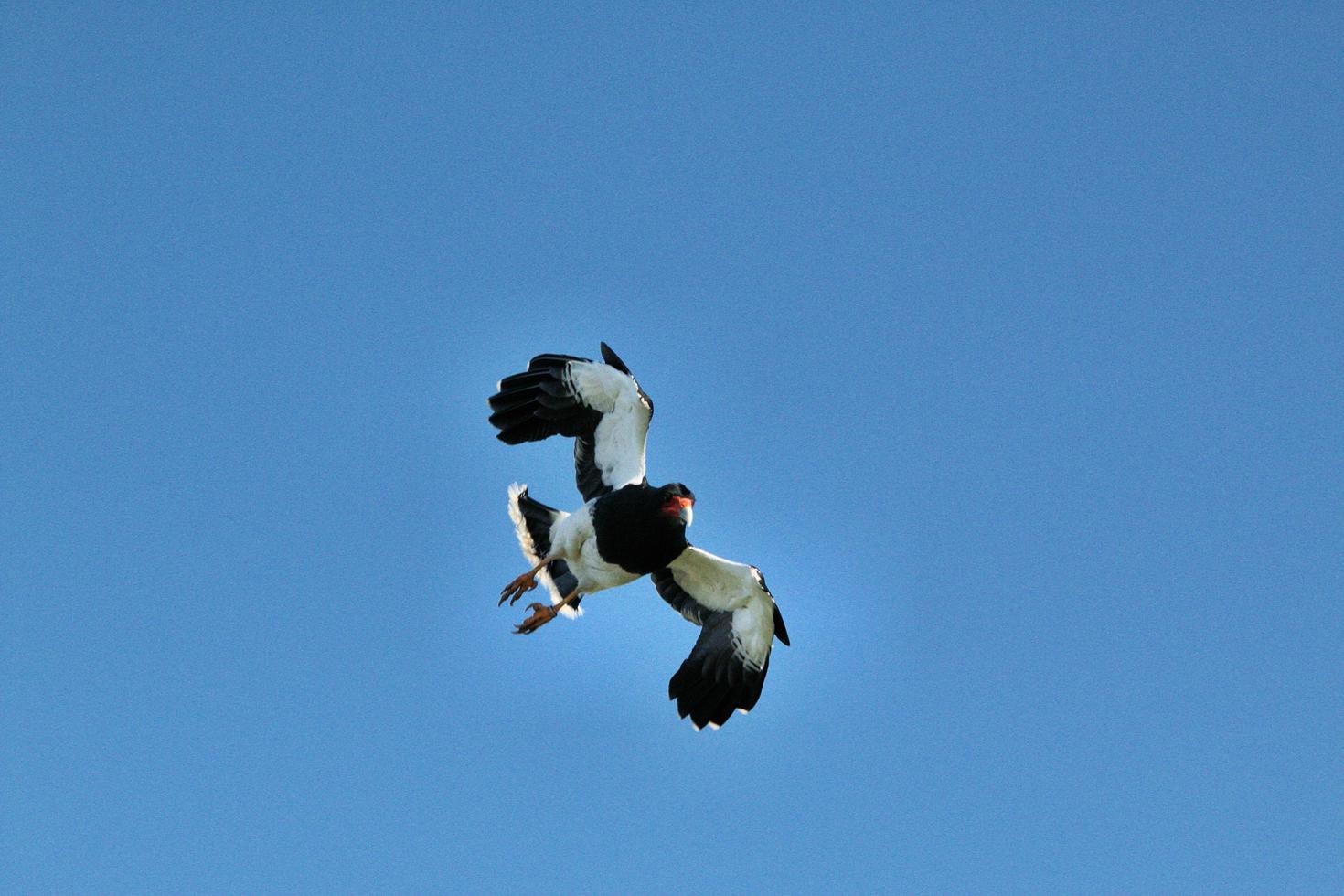 un halcon negro en vuelo foto