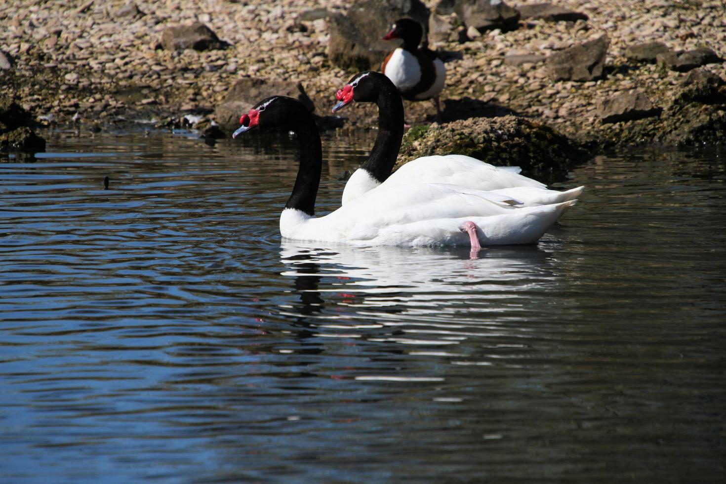A close up of a Black Necked Swan photo