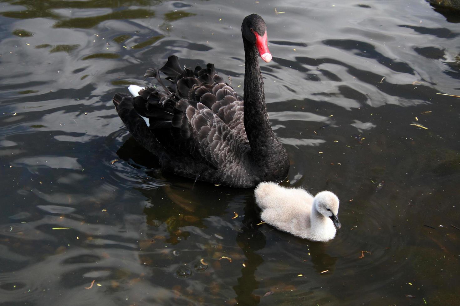 A close up of a Black Swan photo