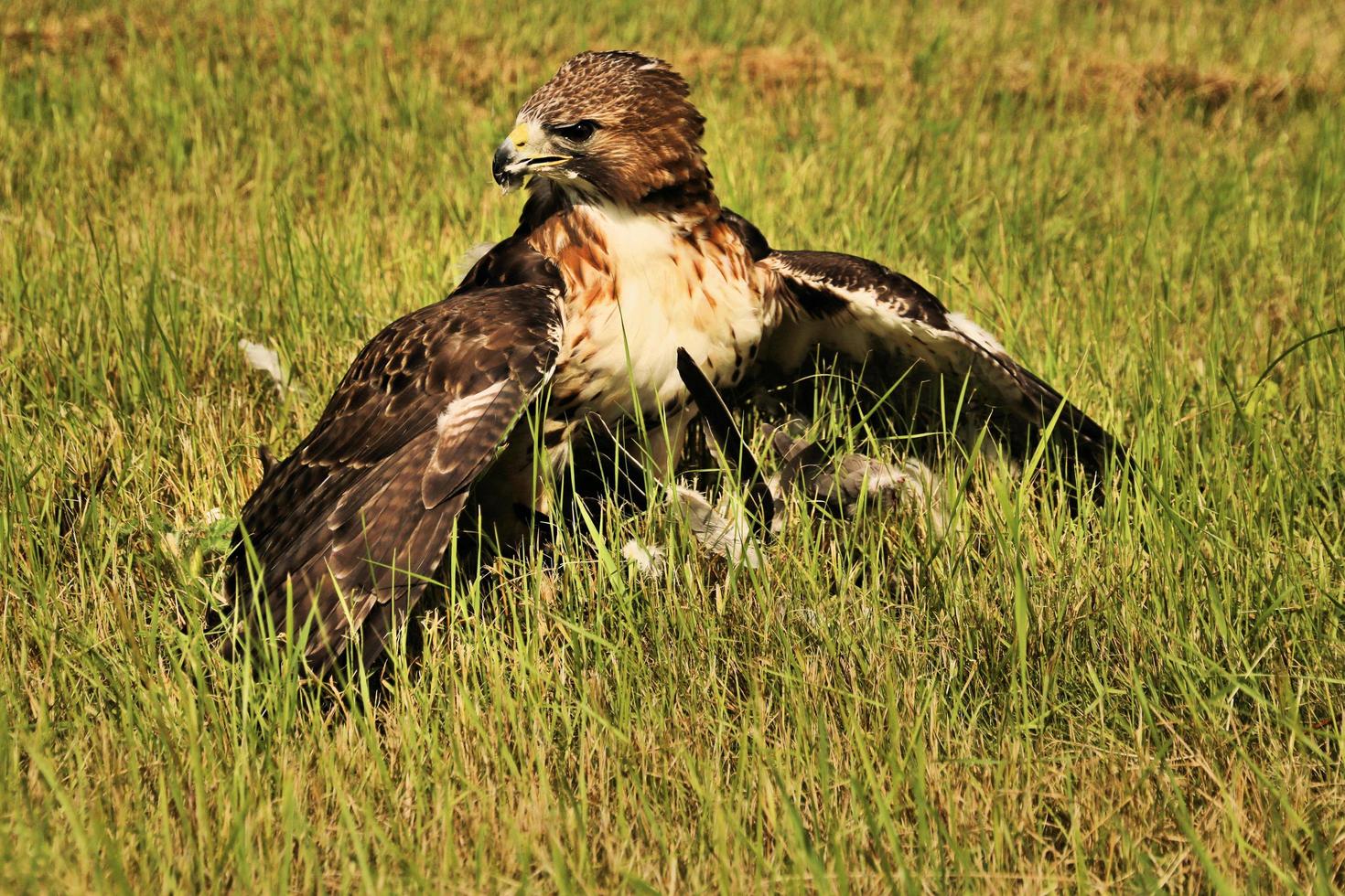 A close up of a Common Buzzard photo