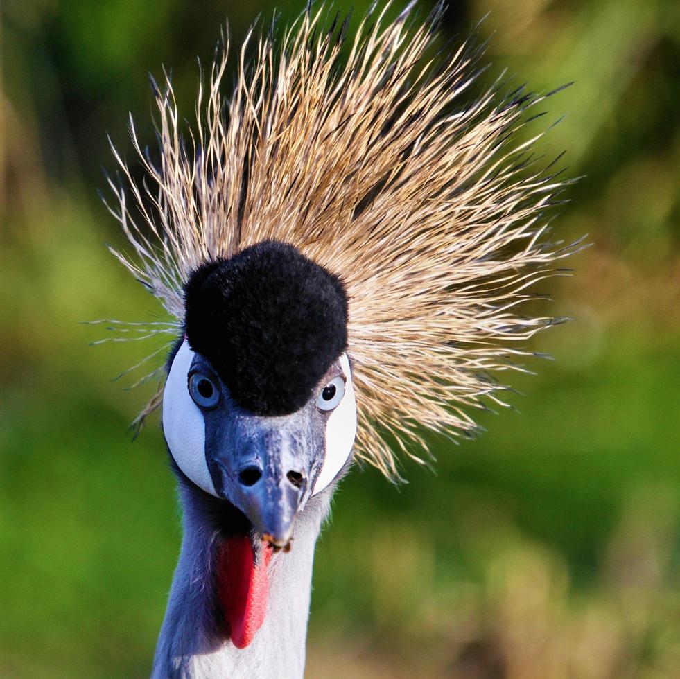 A close up of a Crowned Crane photo