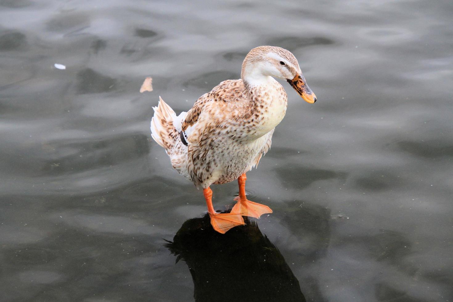 una vista de un pato real foto