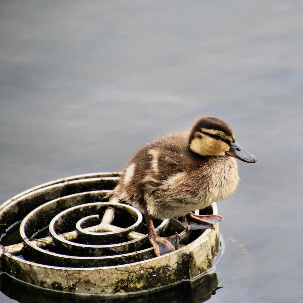 Baby Duck Stock Photos, Images and Backgrounds for Free Download