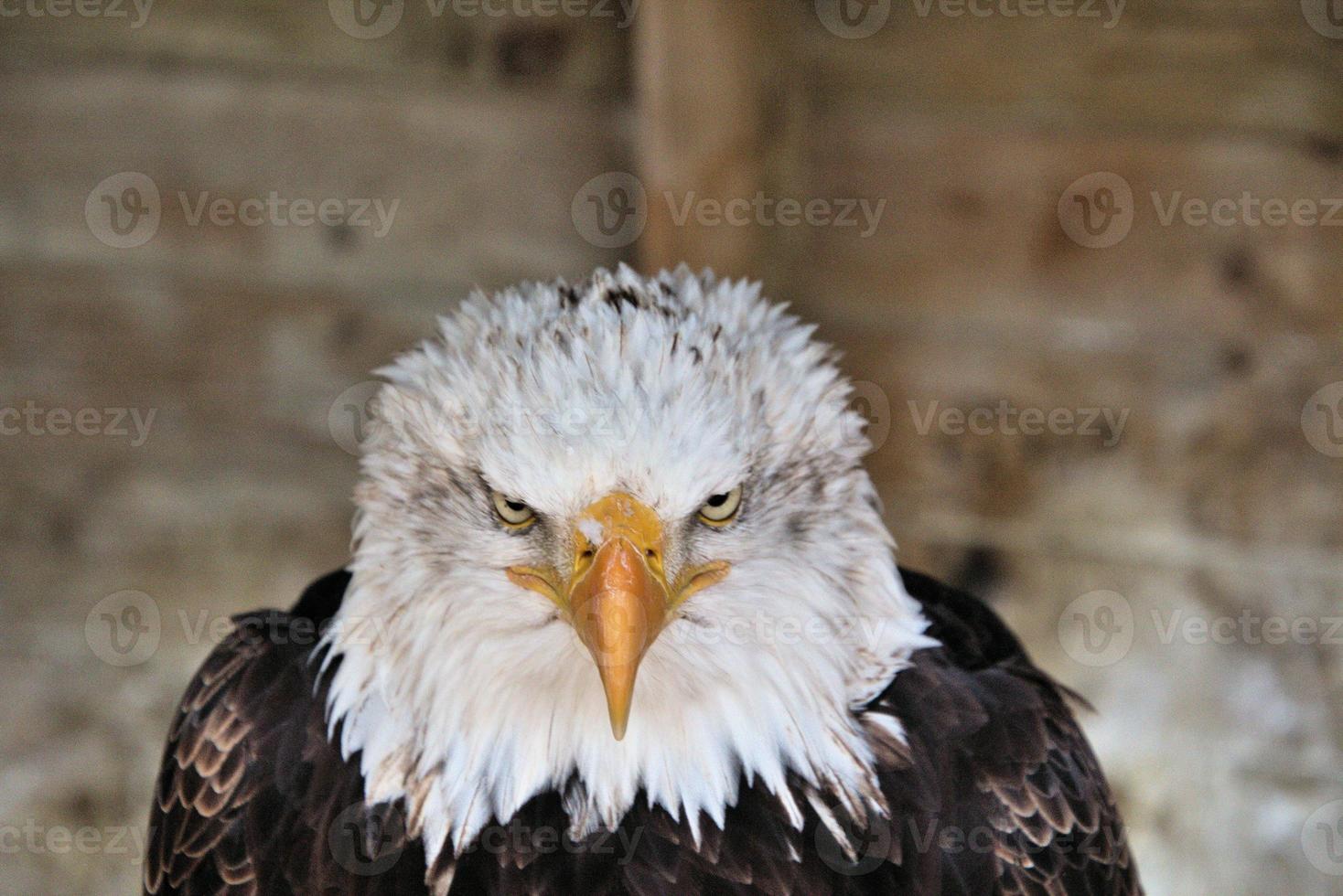 A close up of a Bald Eagle photo