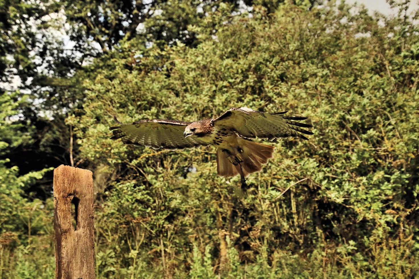 A close up of a Common Buzzard photo