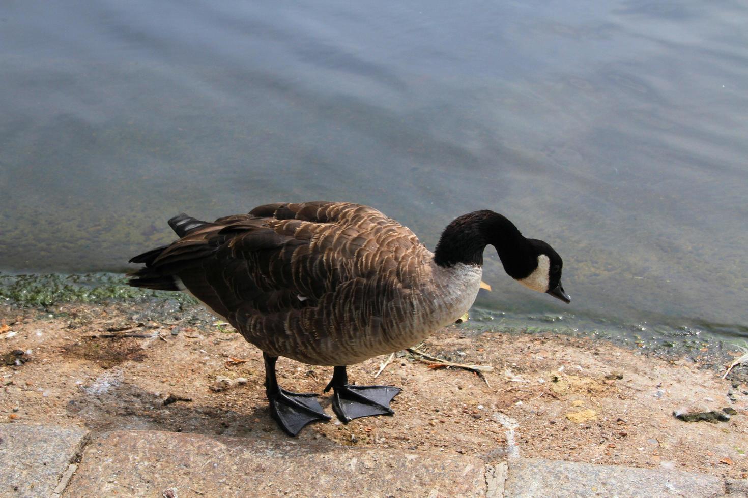 A close up of a Canada Goose photo