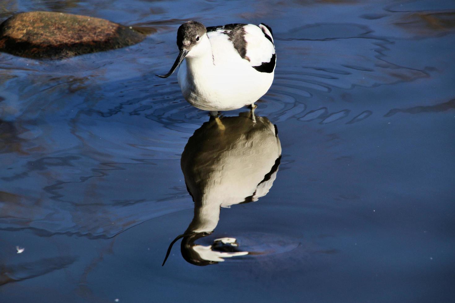 A view of an Avocet photo