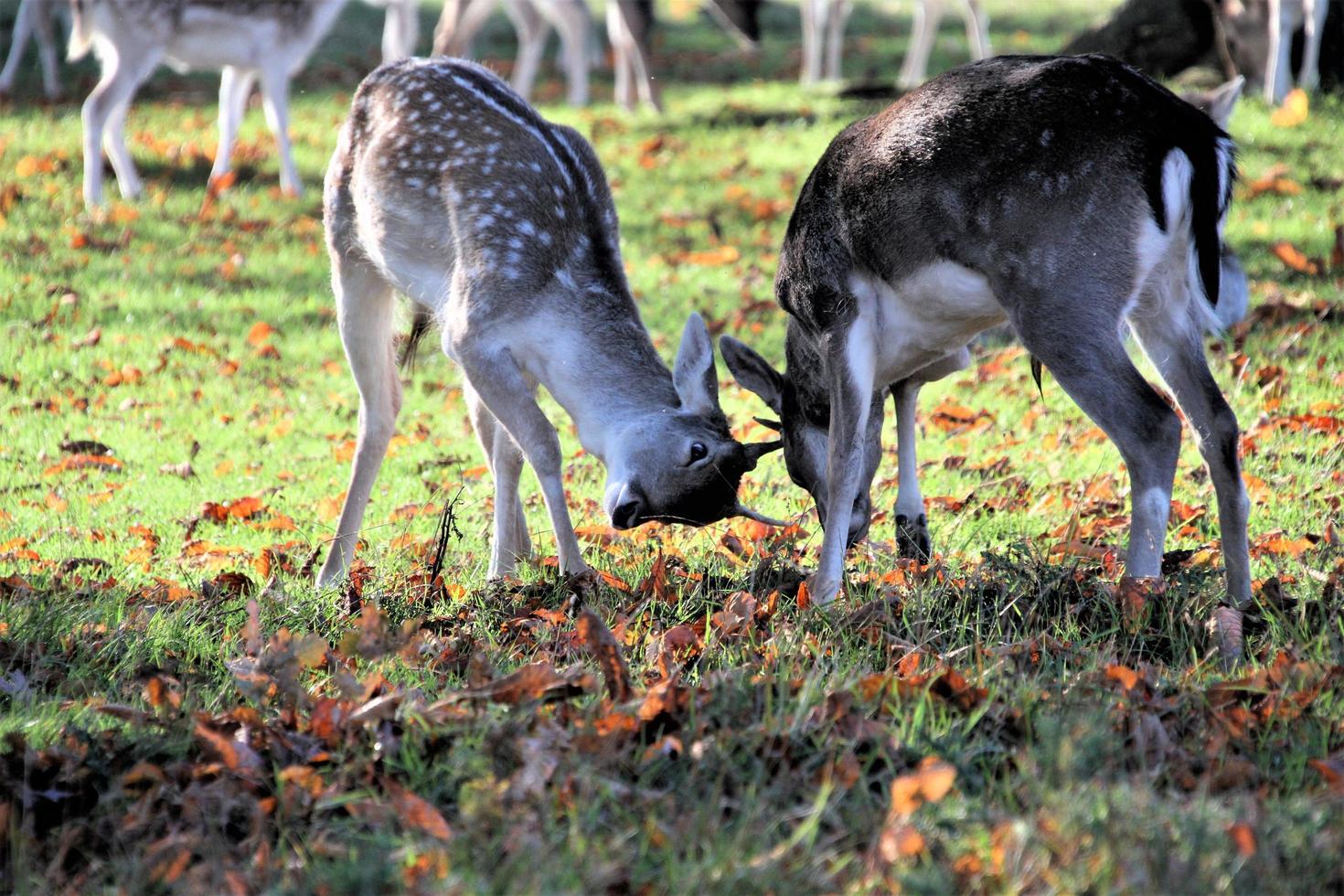 A view of some Fallow Deer in Richmond Park in London photo