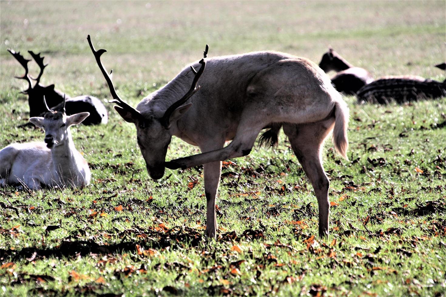 A view of some Fallow Deer in Richmond Park in London photo