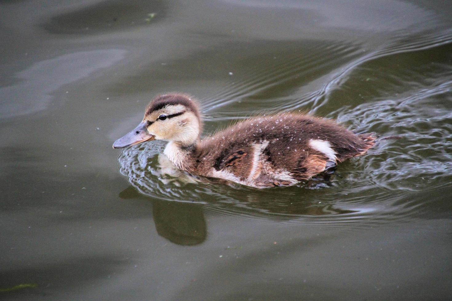 Baby Duck Stock Photos, Images and Backgrounds for Free Download
