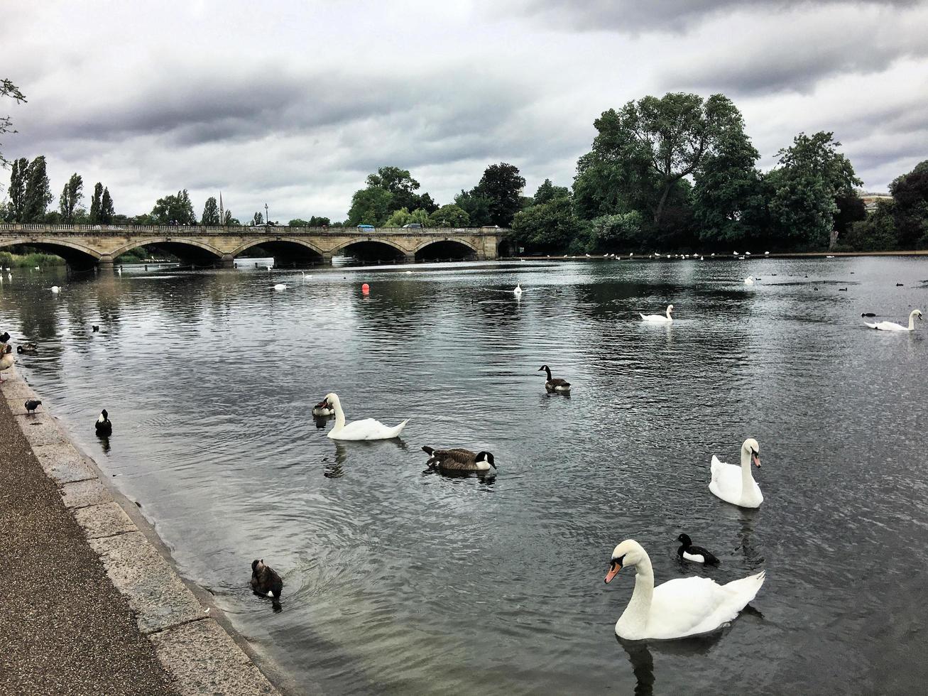 A view of some Birds on a Lake in London photo
