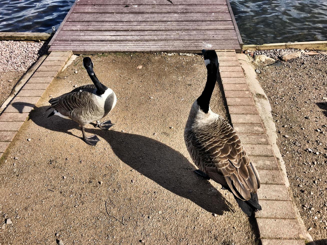 A close up of a Canada Goose photo