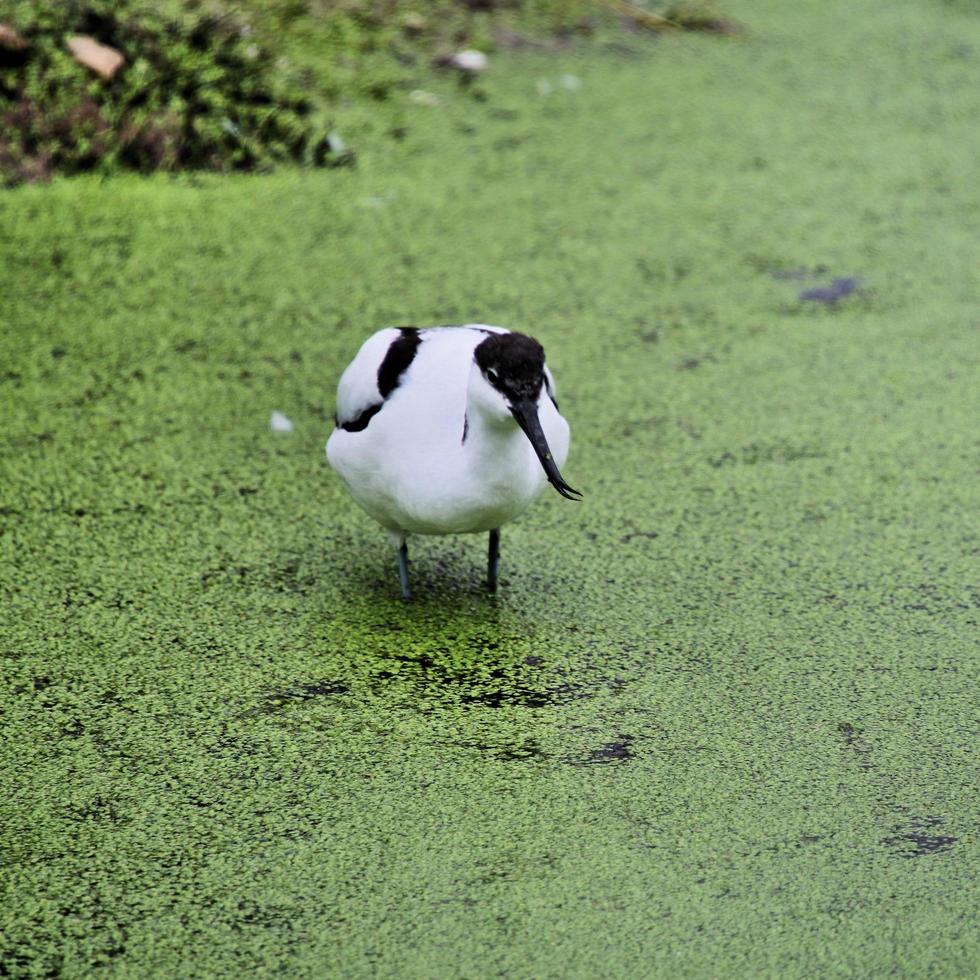 A view of an Avocet photo