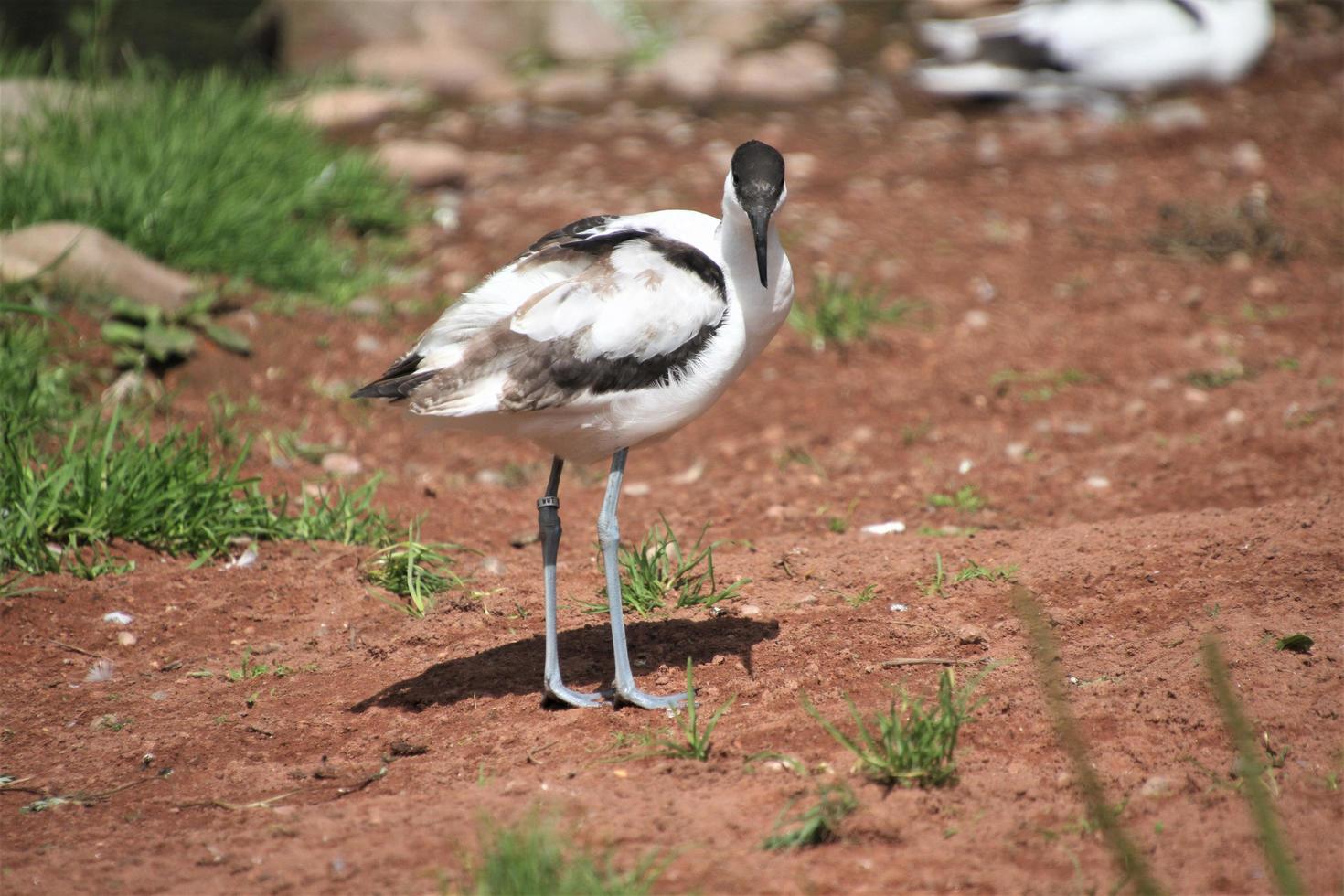 A view of an Avocet photo