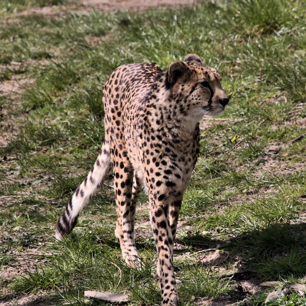 A close up of a Cheetah on the prowl photo