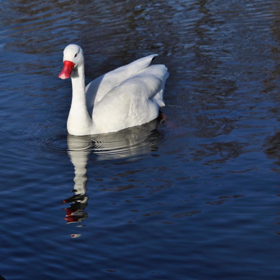 un primer plano de un cisne coscoroba foto