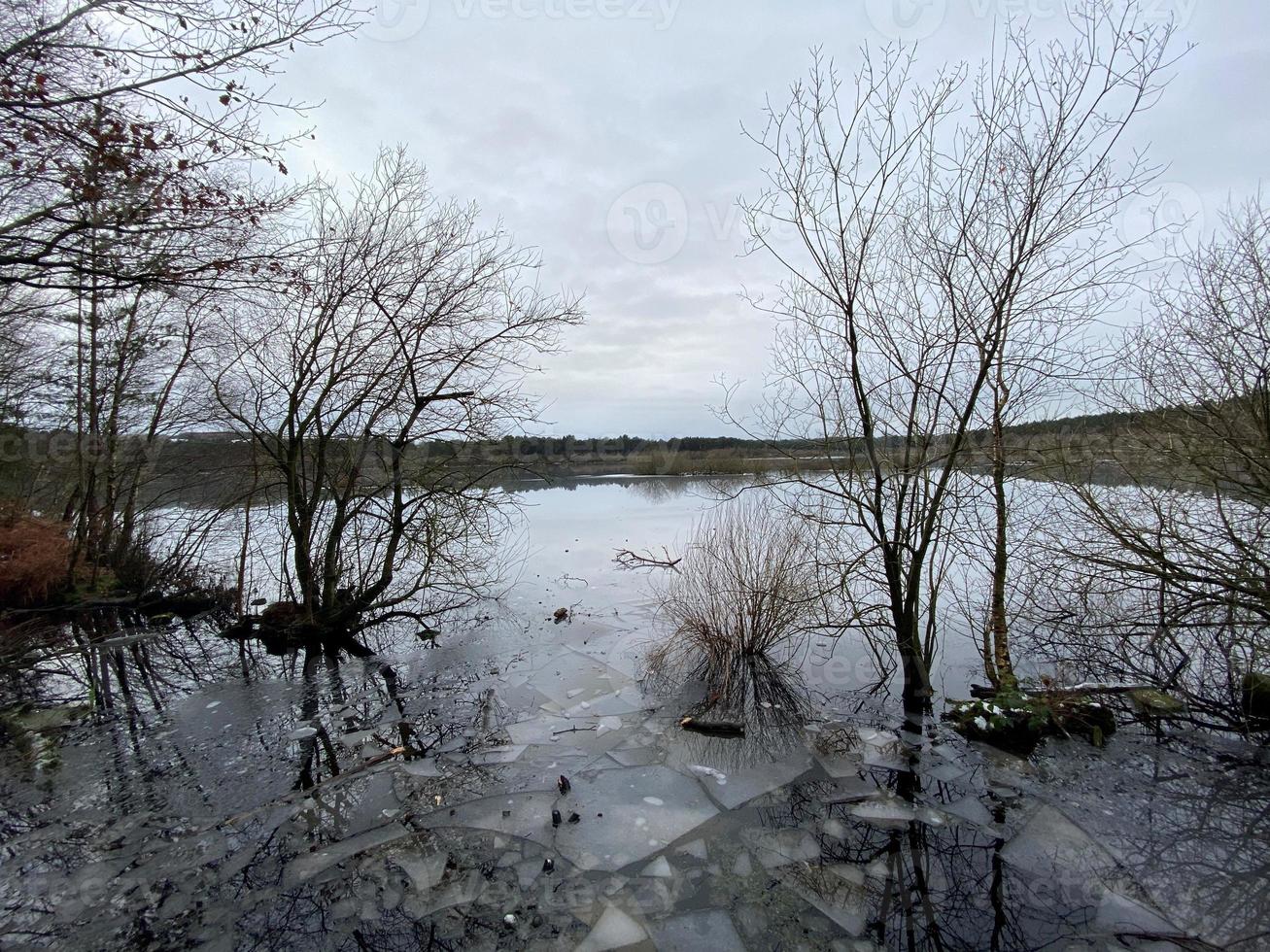 A view of Delamere Forest in Cheshire in the winter photo