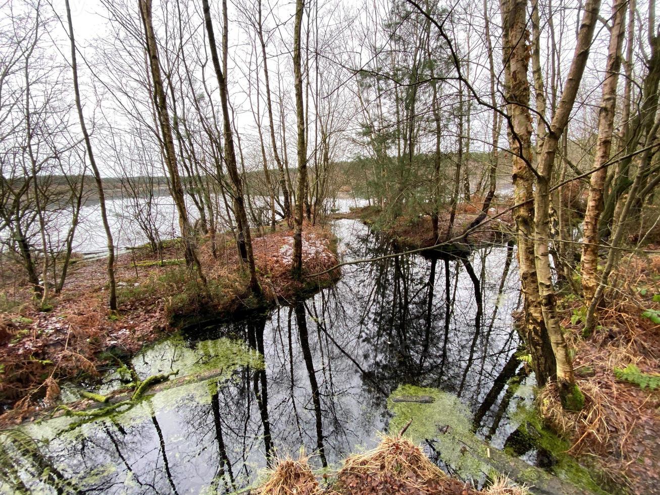 una vista del bosque delamere en cheshire en invierno foto