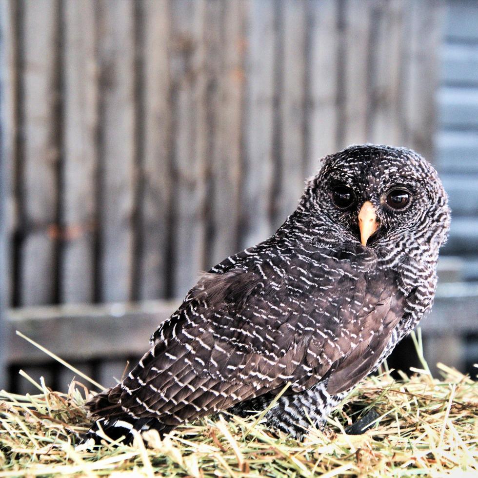 A view of a Black Banded Owl photo