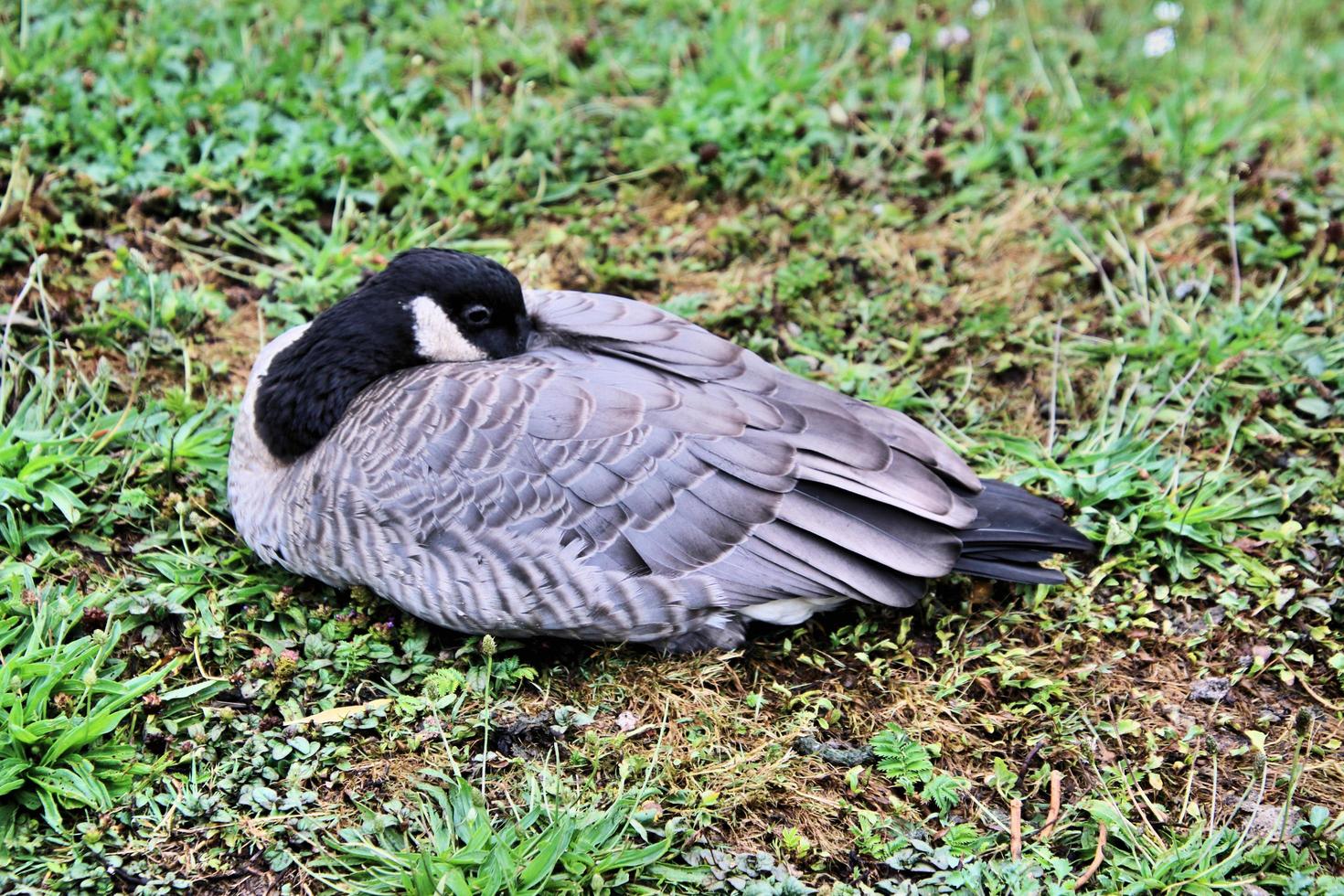 A close up of a Canada Goose photo