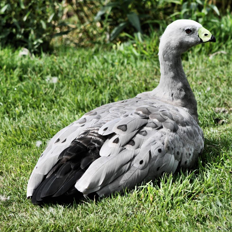 A close up of a Cape Barren Goose photo