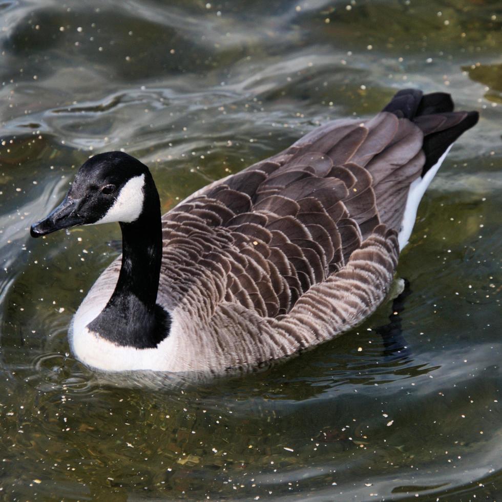 A close up of a Canada Goose photo