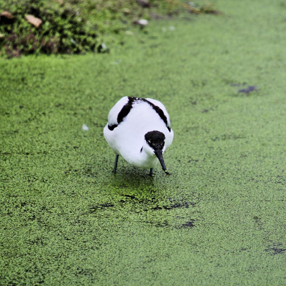 A view of an Avocet photo