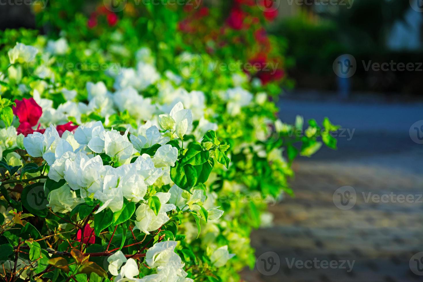 fondo de hermoso arbusto floral foto