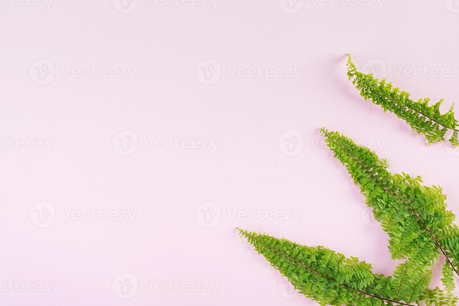 Fern branches pattern on pink background. Flat lay, top view. Free space for your text. photo