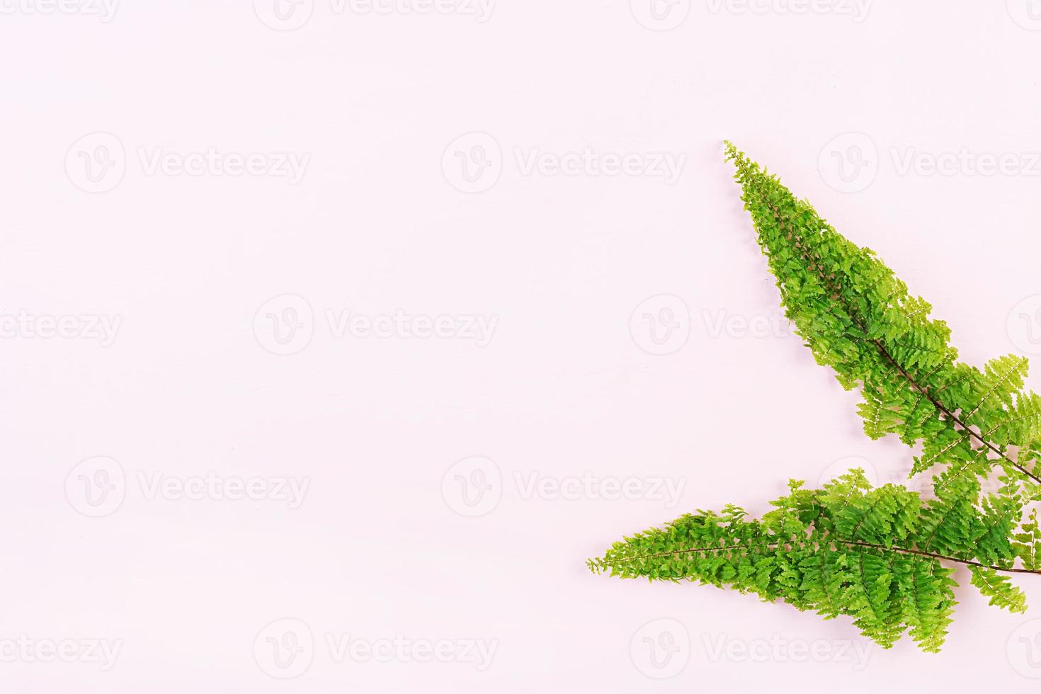 Fern branches pattern on pink background. Flat lay, top view. Free space for your text. photo