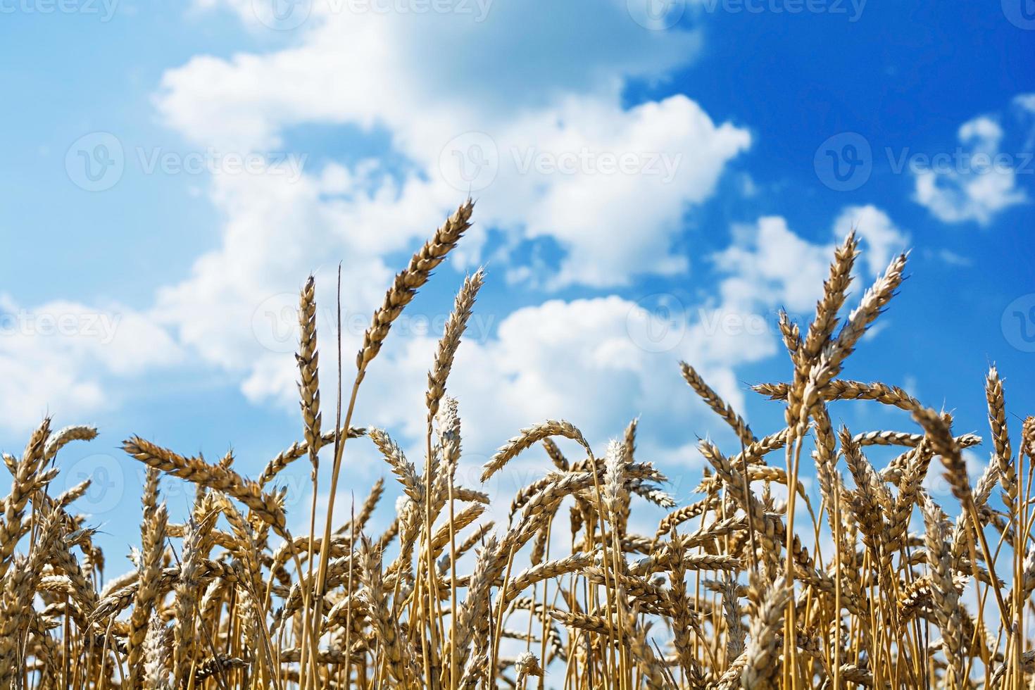 Summer landscape. Field of wheat under the blue sky photo