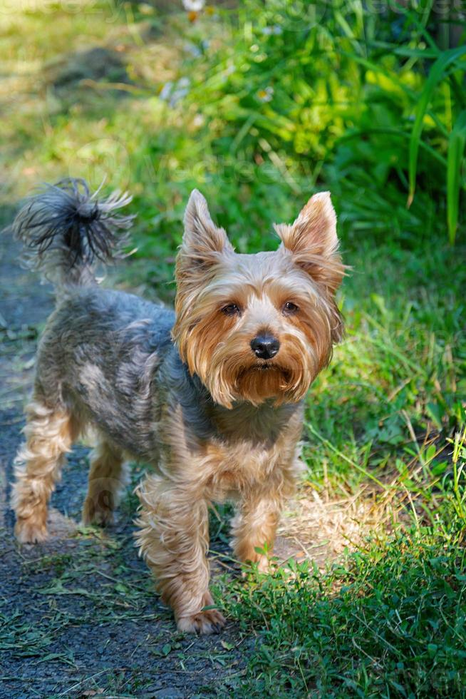 Cute photos of Yorkshire terrier outdoors in nature on a sunny day.