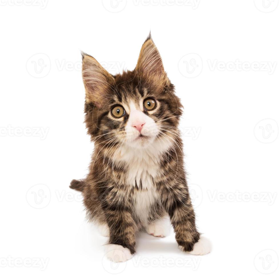 Maine coon kitten isolated on white background photo